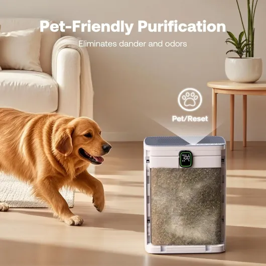 81q8nGeWnlL._AC_SL1500_